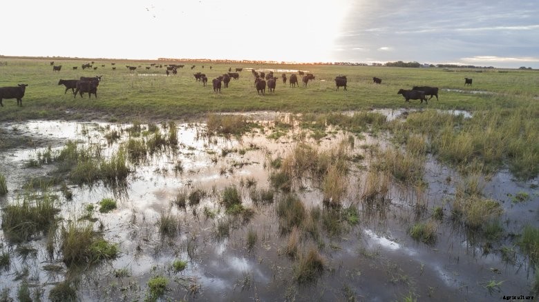 cattle on wet pasture